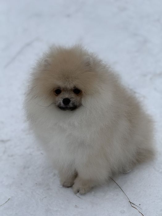 Хлопчик померанського шпіца
