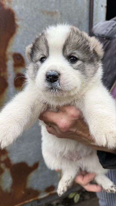 Цуценята алабаї 1 місяць