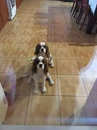 King hotsell cavalier olx