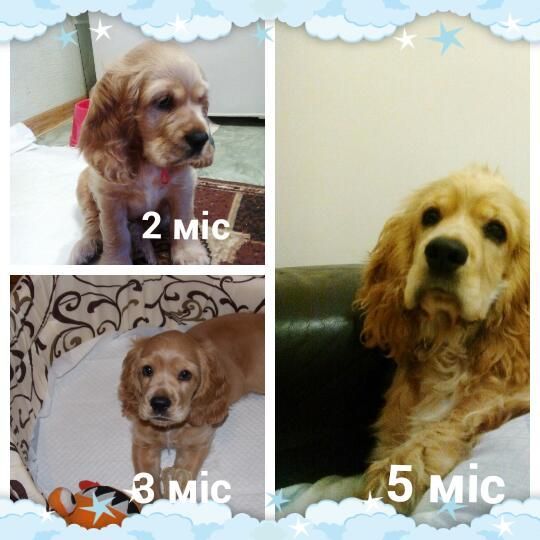 Англо-американець для в'язки