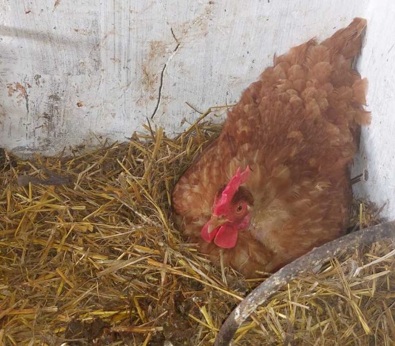 OVOS CASEIROS Criação 100% Biológica ricos em proteínas