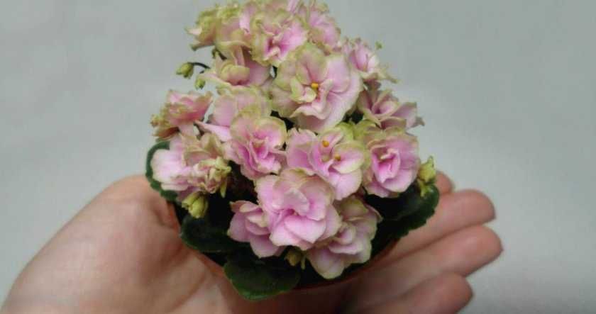 Мині фиалки листочкі