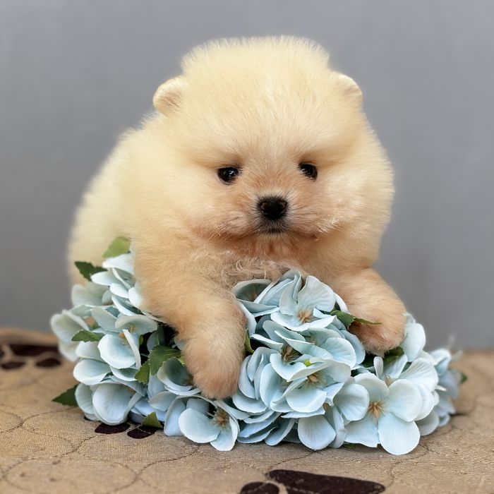 ляльковий Ведмедик шок классу