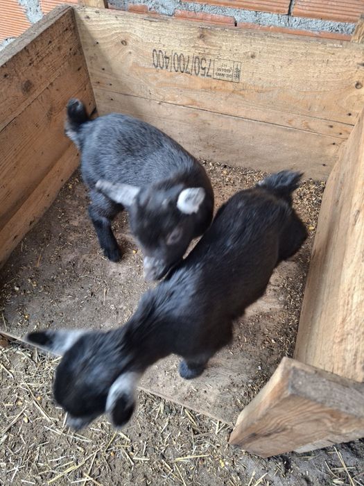 Cabritos anões  com 3 meses