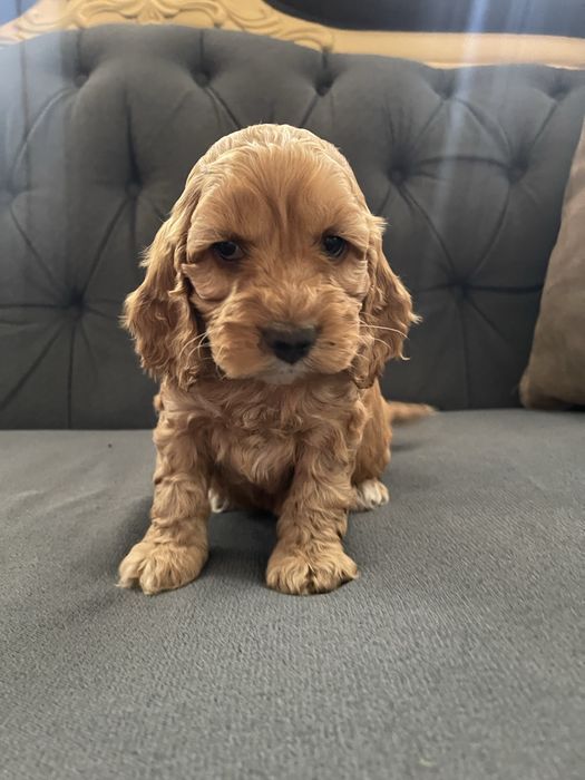 Samiec Cockapoo do odbioru