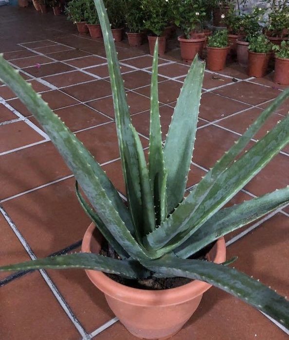 ALOÉ VERA e Aloé Arborensis e Varias Suculentas