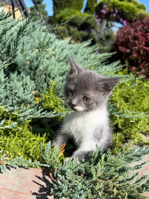Віддамо котиків