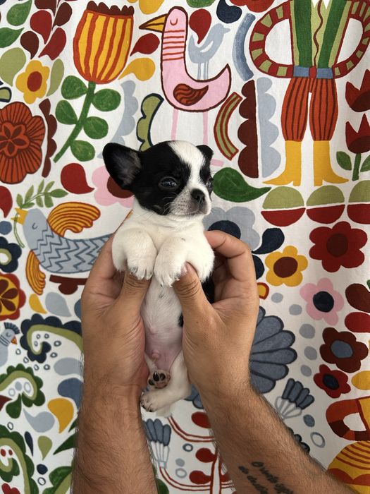Chihuahua Menino