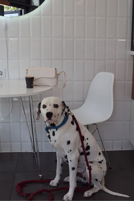 Шукаю квартиру. З собакою. До 13к. Зніму надсилайте всі варіанти