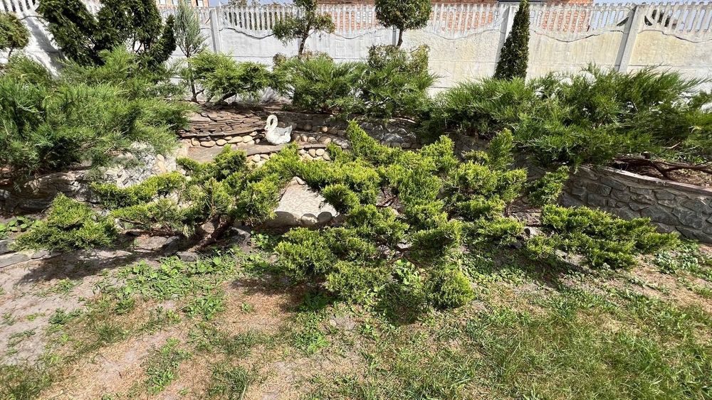 Обрізка плодових, фруктових дерев, обробка дерев, догляд за кущами