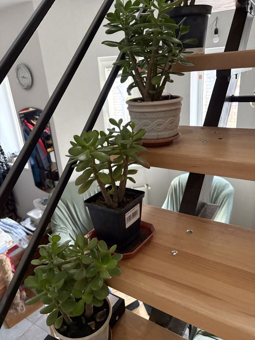 Красула грошове дерево толстянка