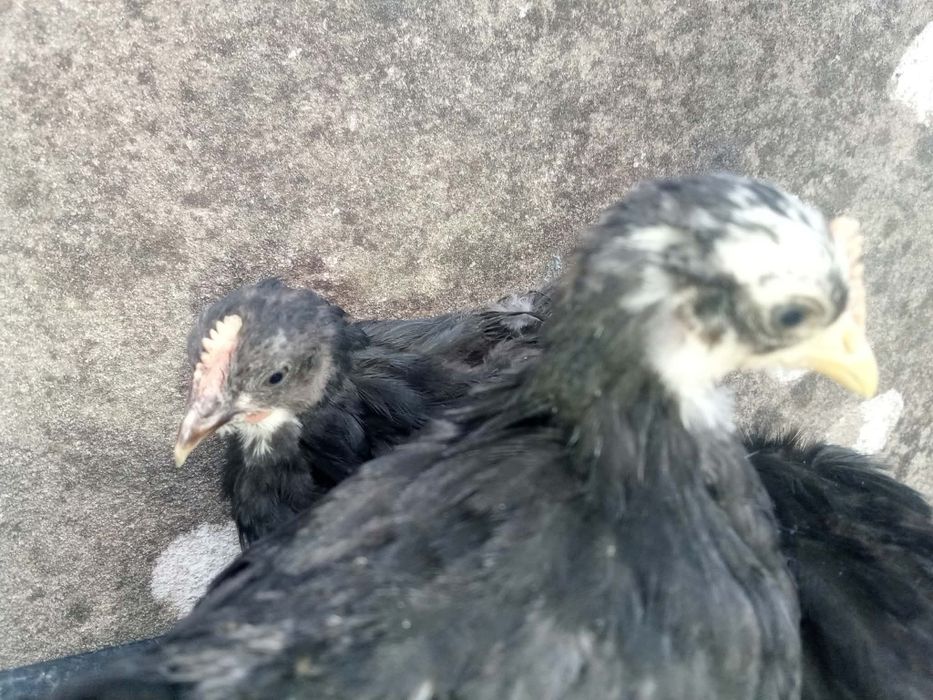 Pekins Várias Mutações