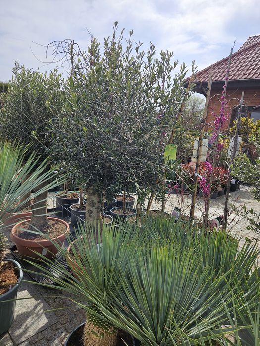 Laurowisnia Novita,Yuca Rostrara, Drzewo oliwne Etna