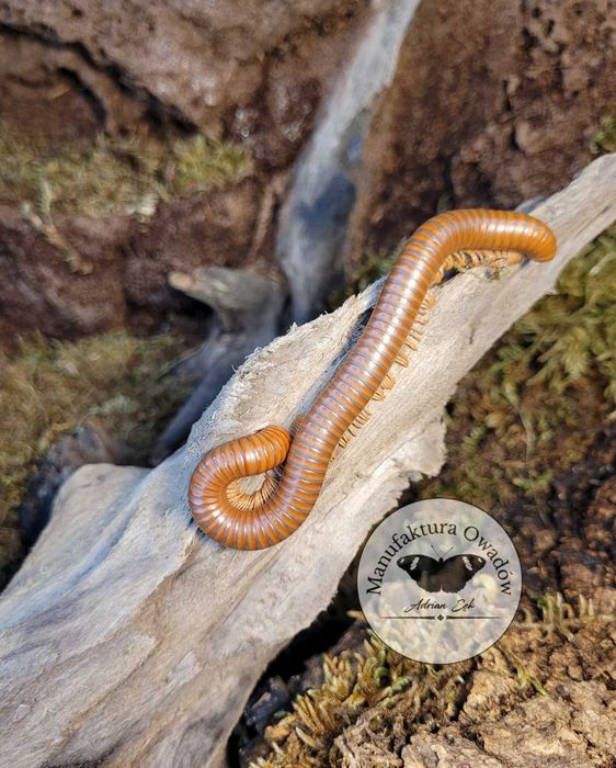 Spirostreptus sp. Tanzania, Krocionogi Wije isopody