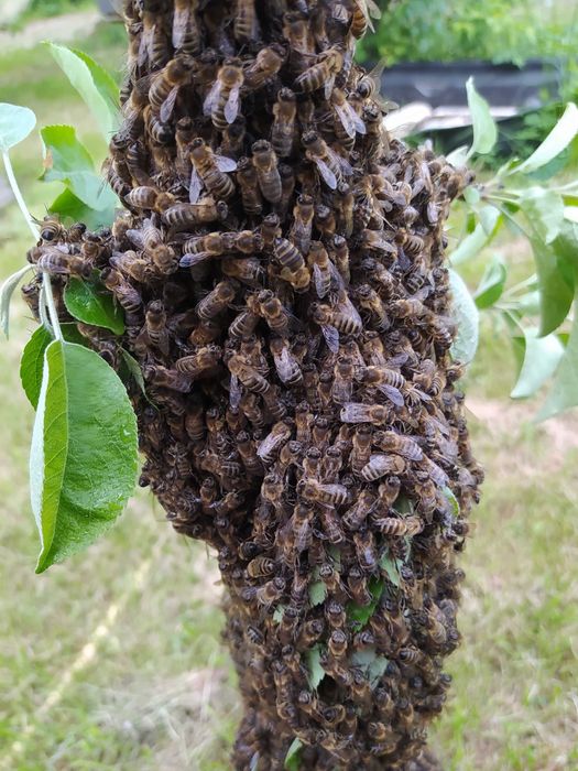 Miód Mniszkowy stały 1,2kg (0,9L)