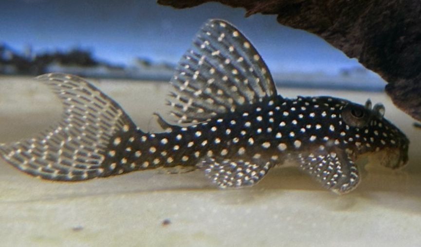 Hypancistrus L136b adultos