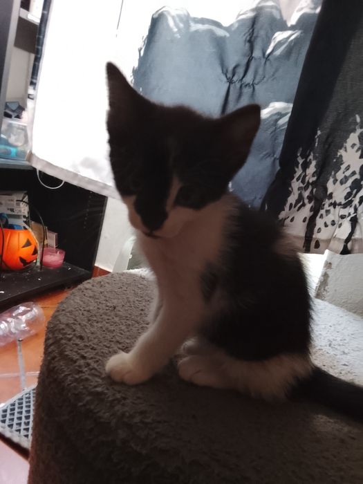 Gatinho e gatinha