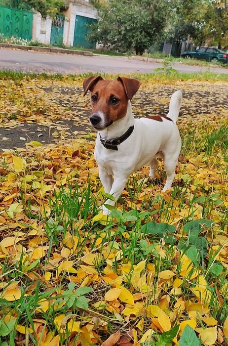 Джек Рассел терьер вязка