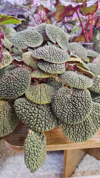 Бегония Bullatifolia