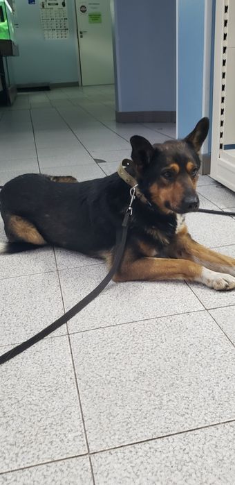 Метис овчарки в хорошие ручки!