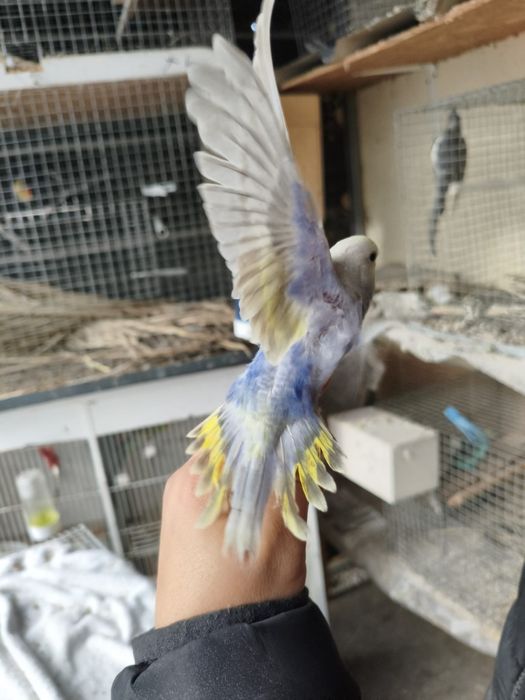 Casal de piriquitos arco-íris (irmãos )