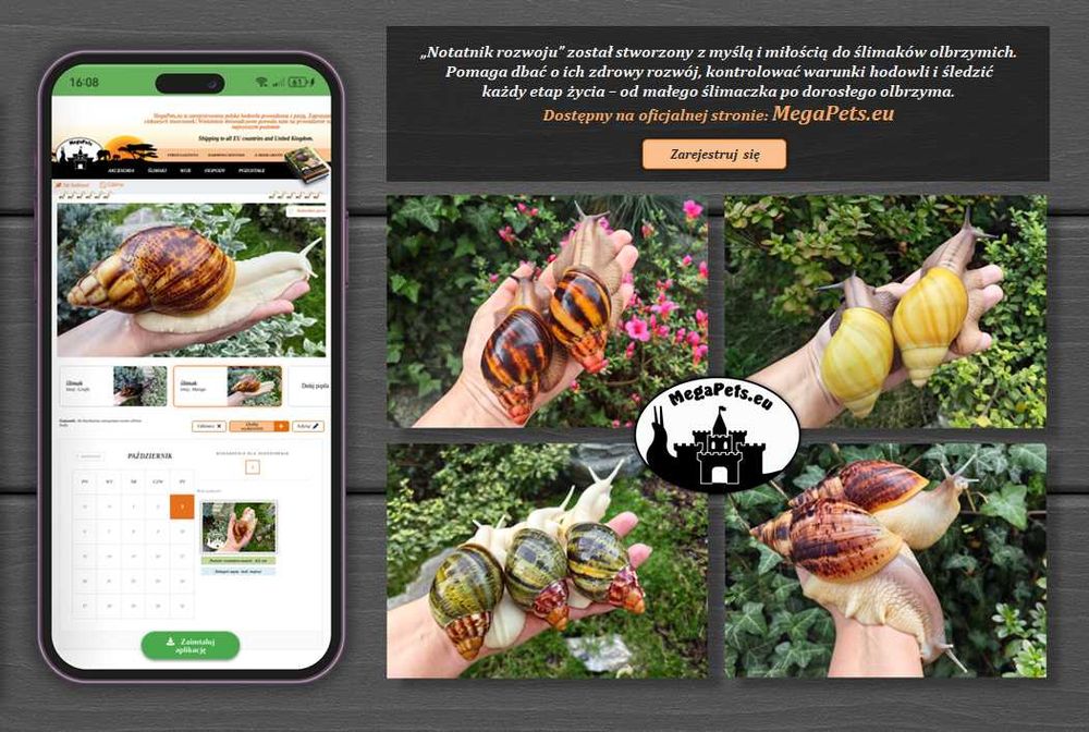 Archachatina ventricosa standard ślimaki olbrzymie afrykańskie terra