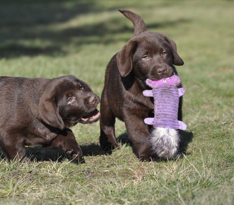 Labrador Retriever szczenie z rodowodem ZKwP, FCI Badania Genetyczne