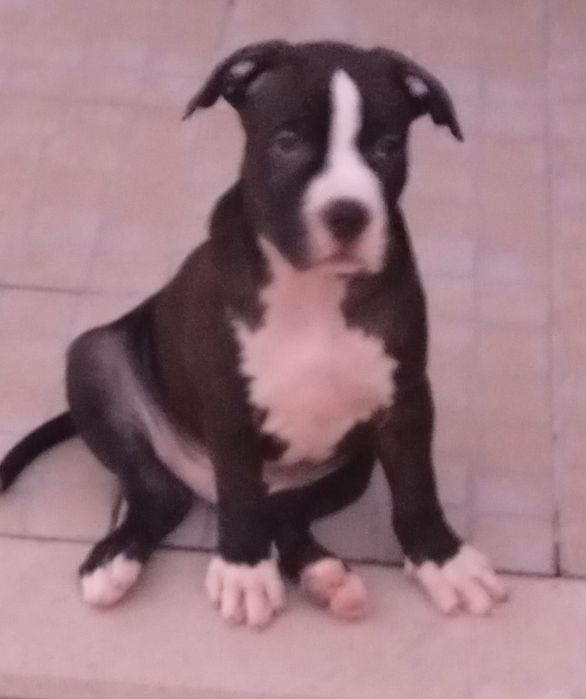 American Staffordshire Terrier