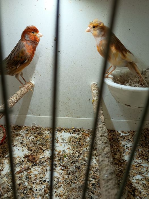 Arlekin Portugalski spszedam