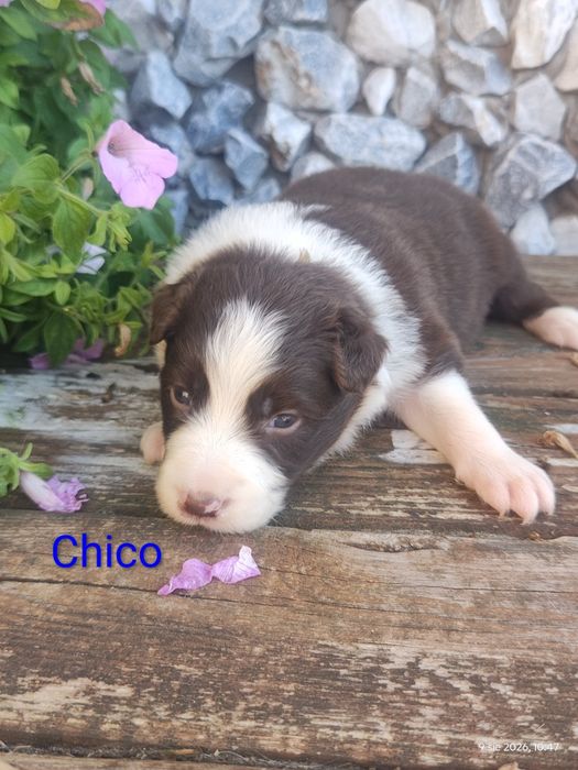 Border collie piesek czekoladowo biały przebadani rodzice