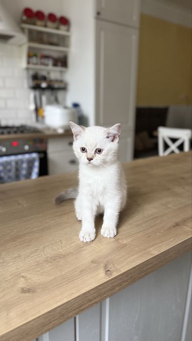 Шотландськи кошенята
