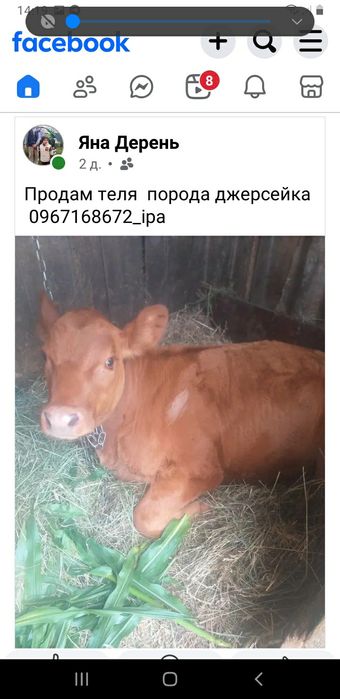 Продається  теля