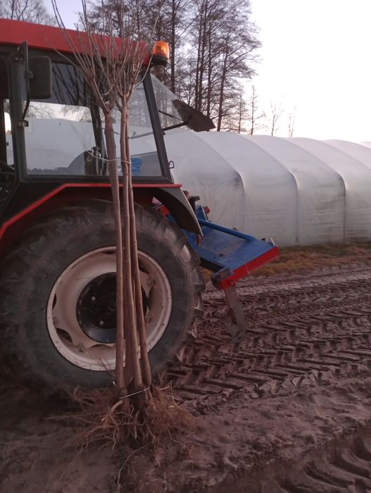 Katalpa catalpa nana surmia