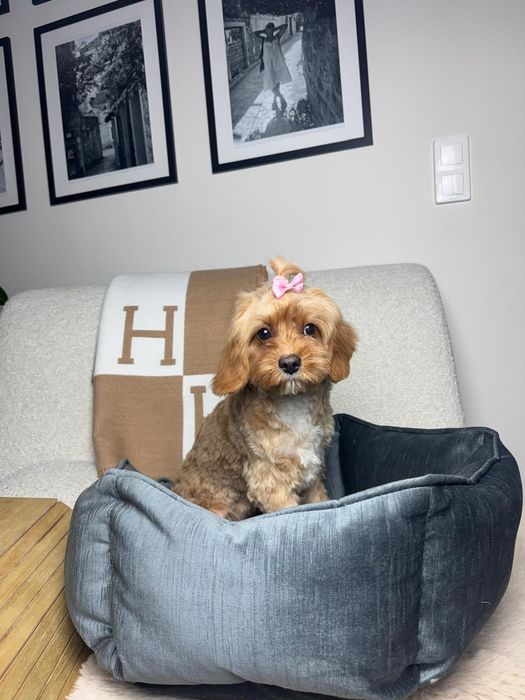 cavapoo sunia gotowa do odbioru
