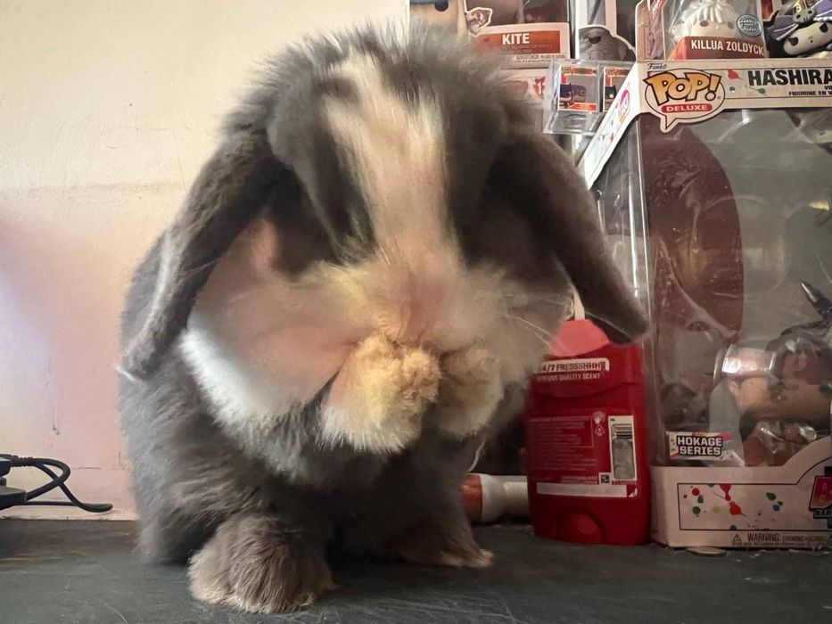 Królik Mini Lop z hodowli – roczna samiczka (z powodu wyjazdu)