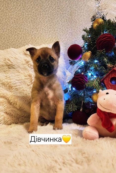 Цуценята шукають дім