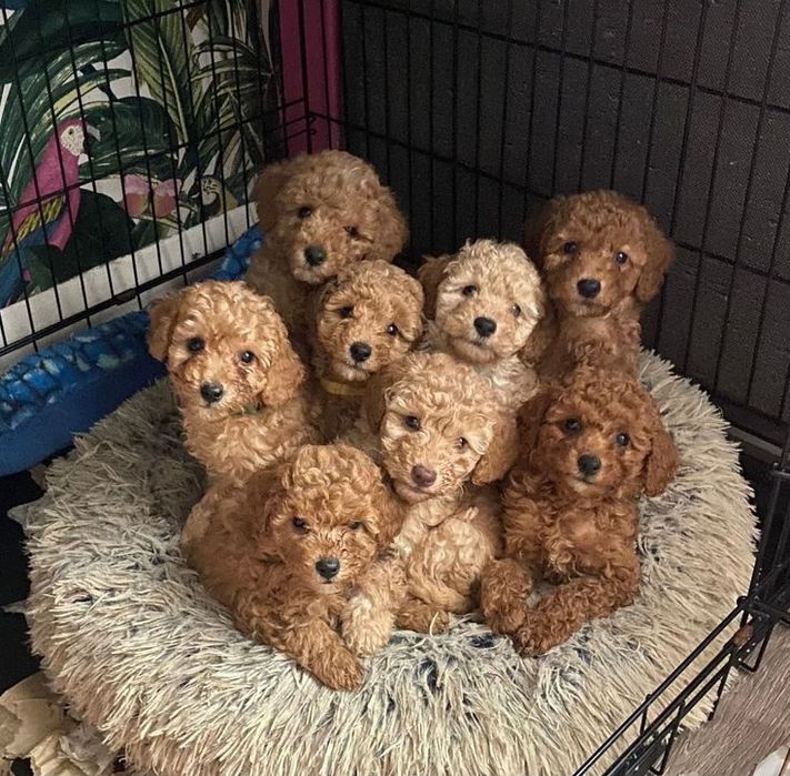 Пуделі Ред Браун і мальтіпу F1 і ф2 хлопчики і дівчатка міні зі Львова
