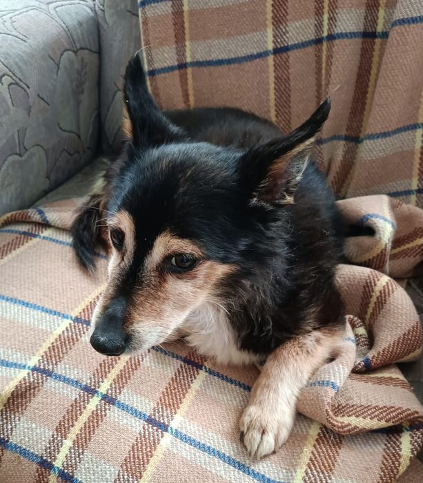 Starszy piesek wielkości kota szuka domu