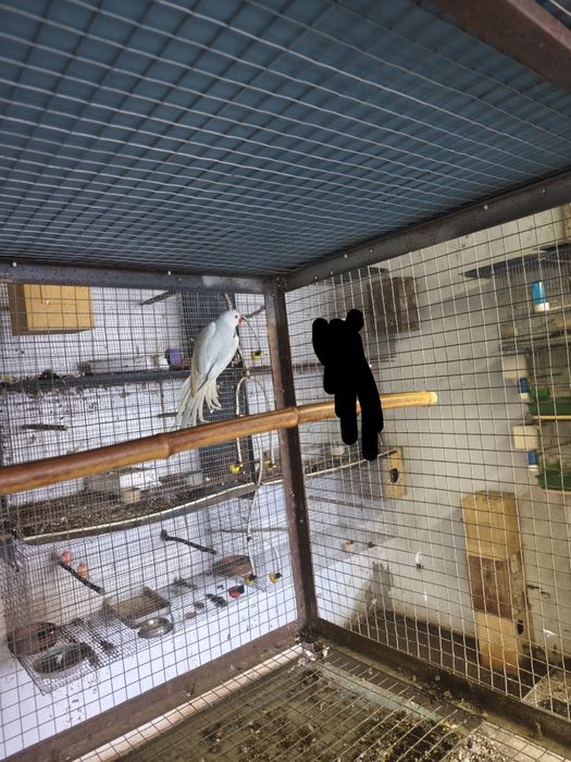 Ring neck Pálido Azul