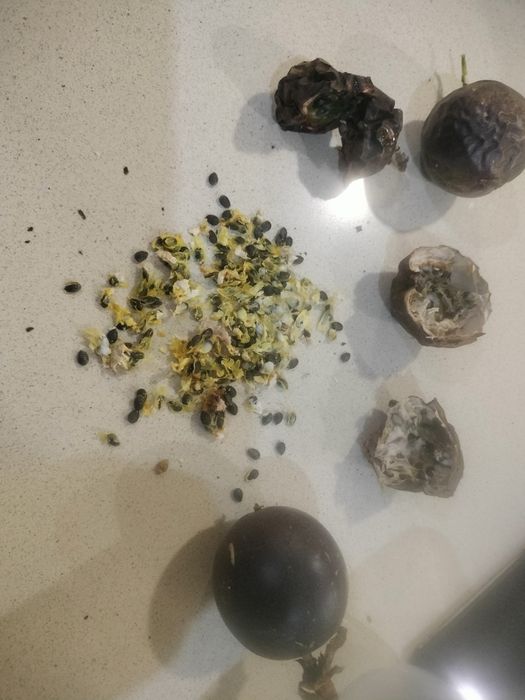 Sementes de Maracujá Roxo