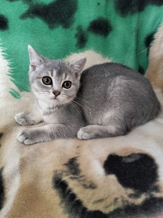 Gatinho  Scottish Straight