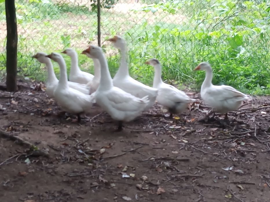 Bardzo ładne gęsi młody