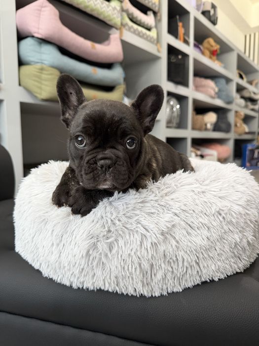 Bulldog Frances  menino lindo