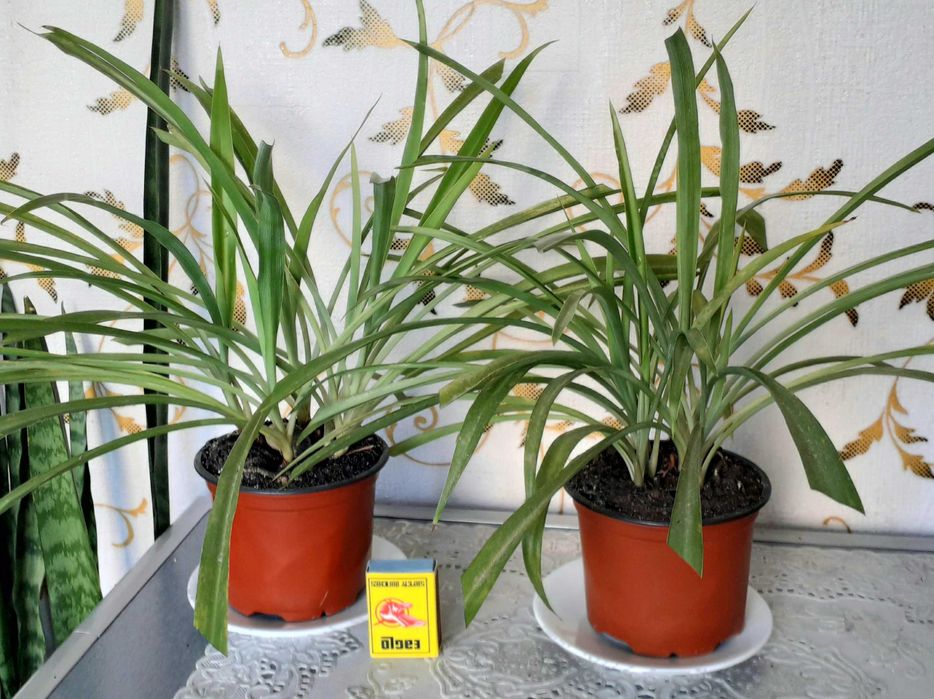 Хлорофитум. Цветы, комнатные. Рео, Вазоны, вазони.