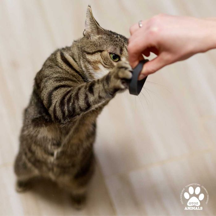 Puchaty kot Ptyś do adopcji!