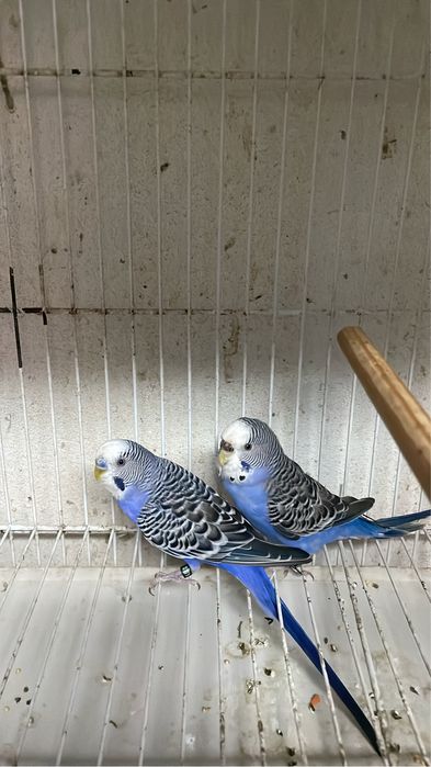 Casal de periquitos violeta