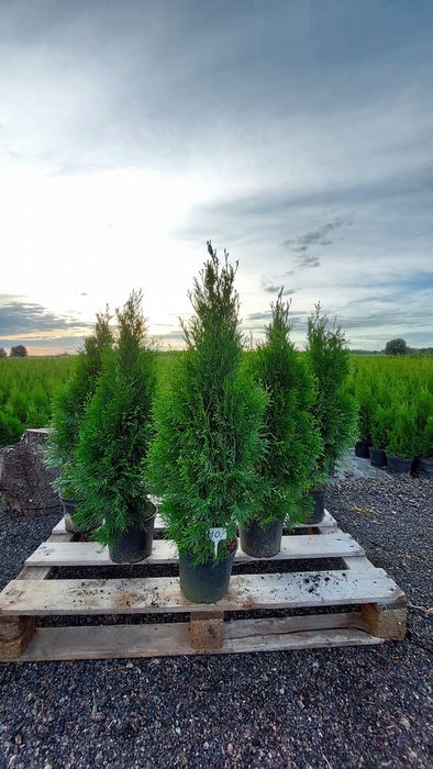 Promocja!!! Tuja szmaragd 110cm!! Ogrodzenie, żywopłot!