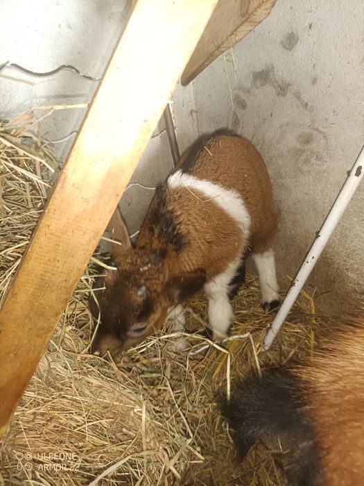 Tenho cabritos anões para ceder