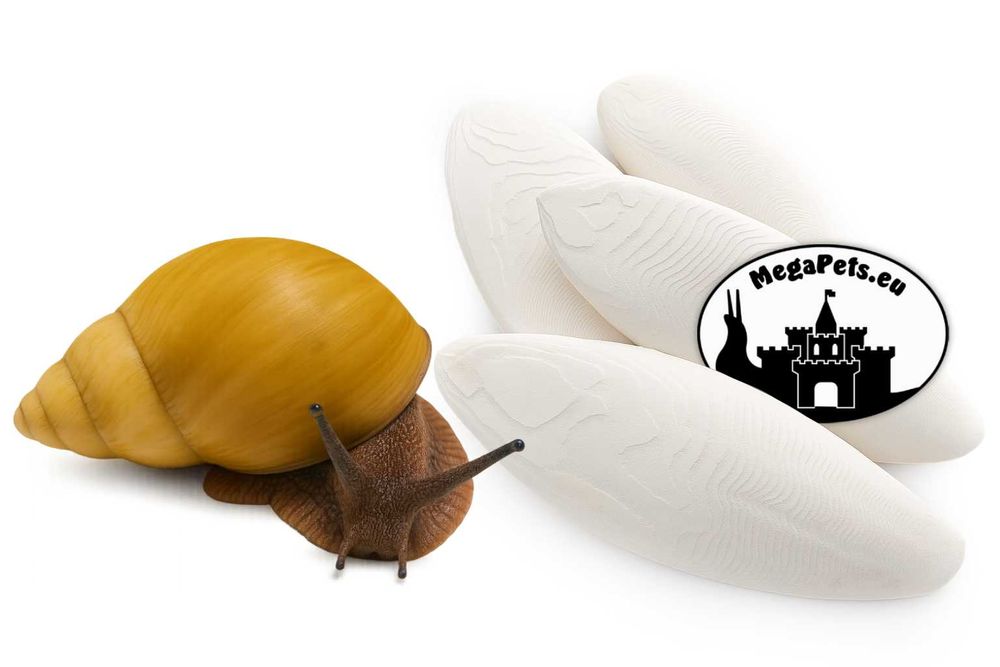 Sepia 100% Naturalna - Kość Mątwy Wapń Ślimaki Lissachatina Achatina