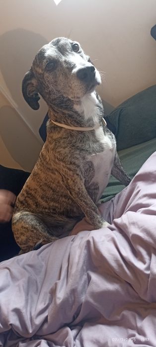 Hotel e Petsitting Patas & Bigodes